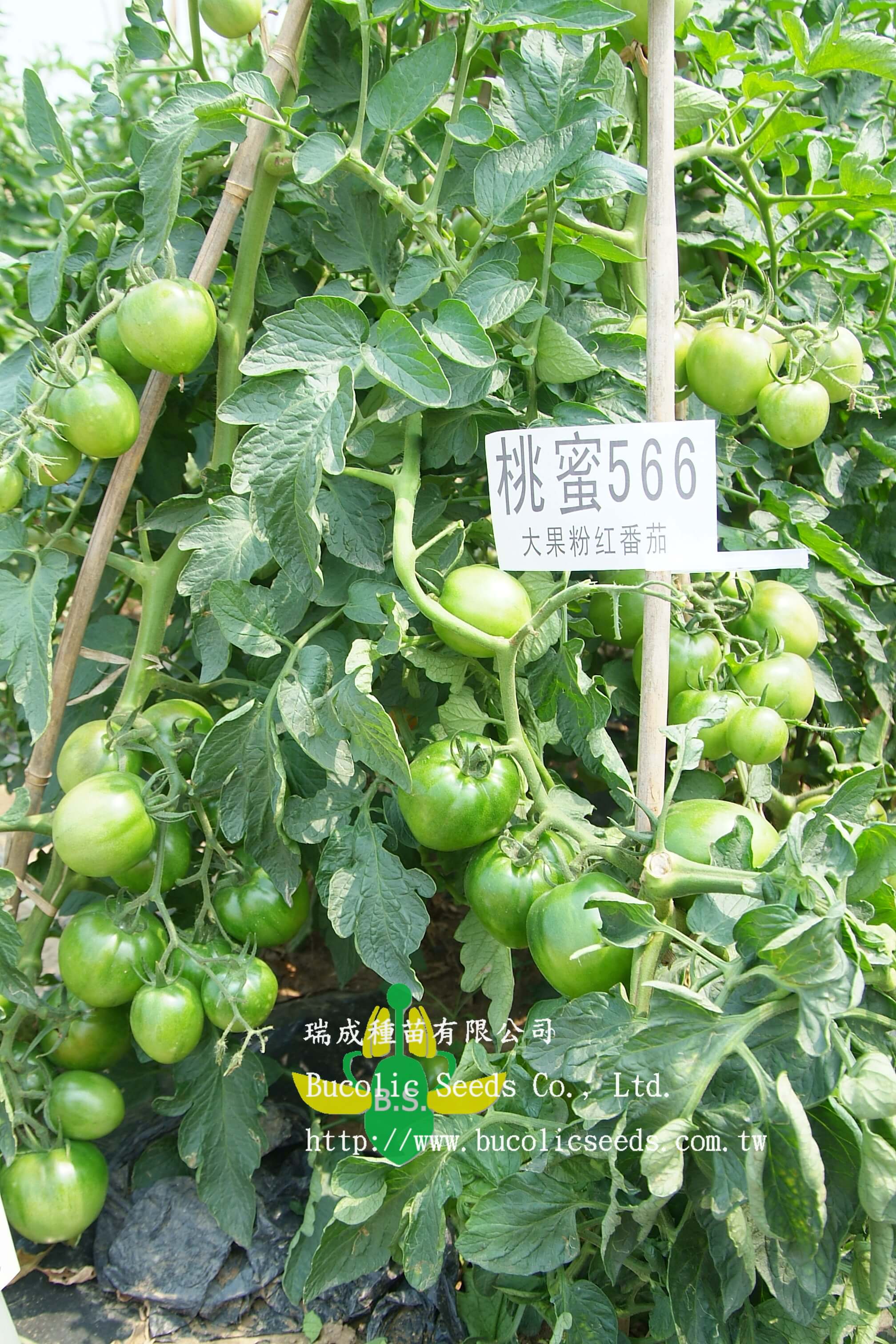 Pink Tomato 566 - Pink Tomato 566 (1)